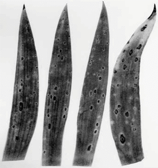 Penyakit bercak daun jahe