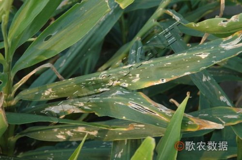 Penyakit bercak daun jahe