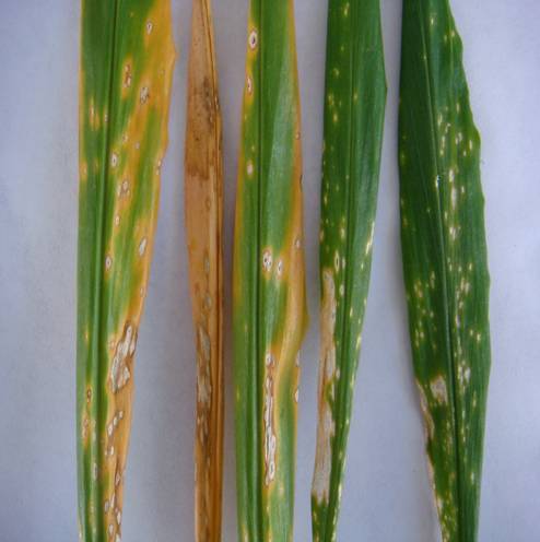 Penyakit bercak daun jahe