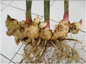 rimpang jahe 3 bulan