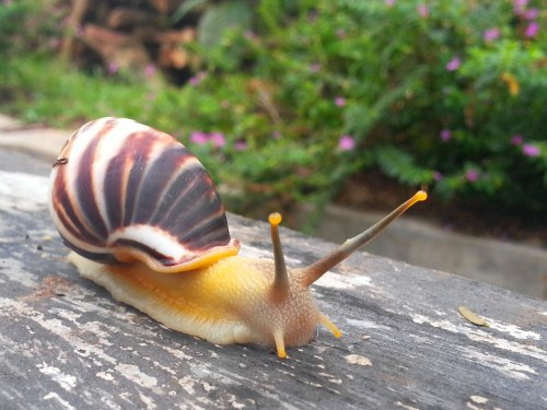 Bekicot Samsung Note 2 Fotografi Ponsel Android