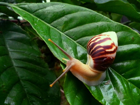 Bekicot Samsung Note 2 Fotografi Ponsel Android