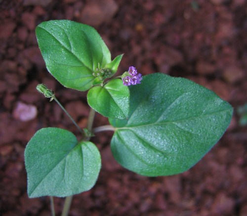 Tanaman boerhavia diffusa yang bisa dimanfaatkan untuk mengatasi serangan penyakit busuk rimpang jahe.