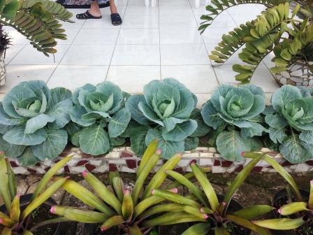 menanam kol di teras rumah