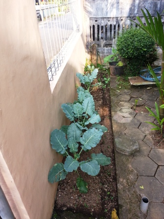 menanam brokoli di teras rumah