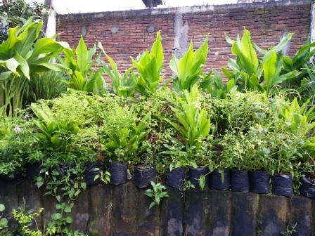 menanam cabe, tomat, dan empon-empon di pekarangan