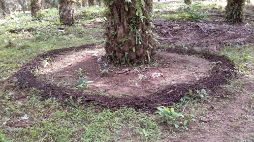 Aplikasi kompos pelepah sawit di piringan sawit.