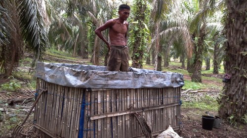 kompos pelepah sawit promi