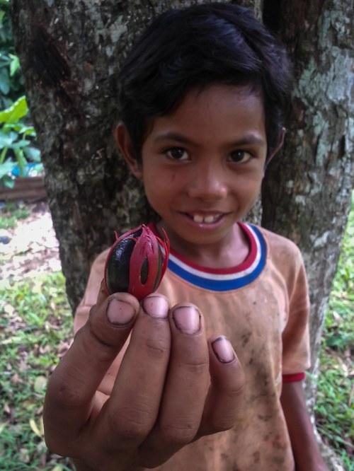 anak tobelo Halmahera Utara pala