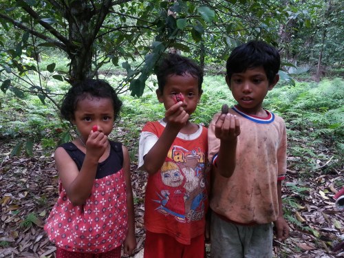 anak tobelo Halmahera Utara pala