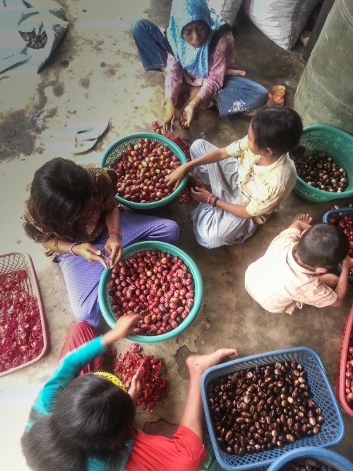anak tobelo Halmahera Utara pala