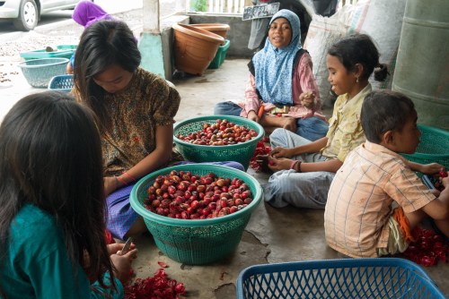 anak tobelo Halmahera Utara pala