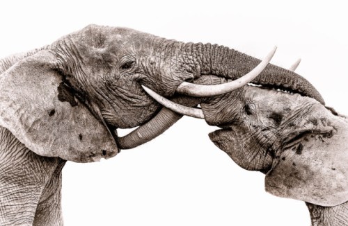 Susan Portnoy-Elephants