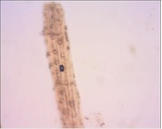 tubuh silika tandan kosong kelapa sawit