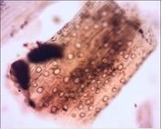 tandan kosong kelapa sawit