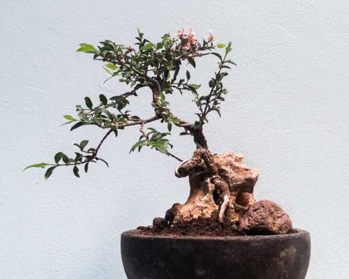 bonsai mini unik