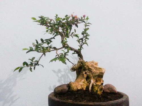 Bonsai Mini Unik