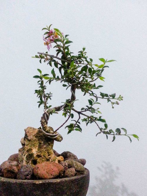 bonsai mini  unik