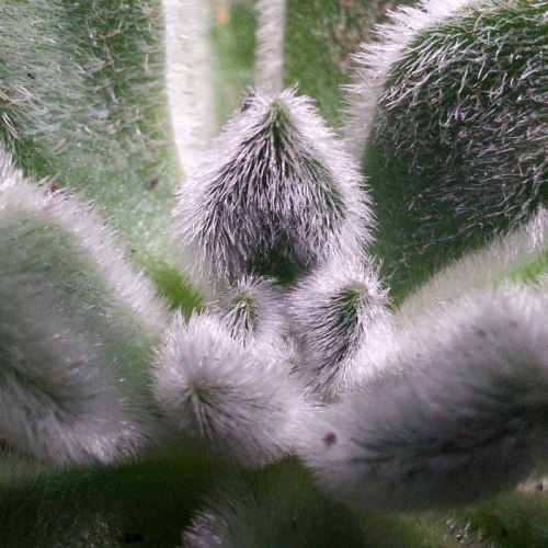 sukulen succulent kaktus cactus http://isro.com