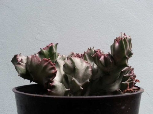 sukulen succulent kaktus cactus http://isro.com