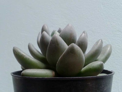 sukulen succulent kaktus cactus http://isro.com