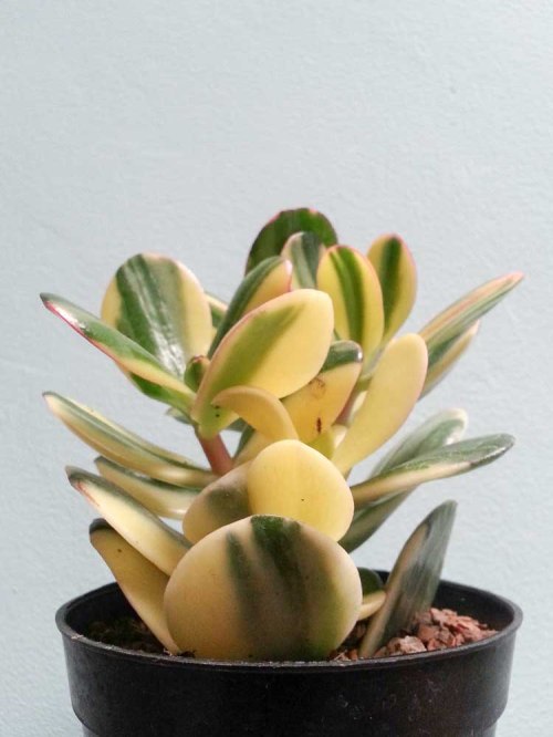 sukulen succulent kaktus cactus http://isro.com