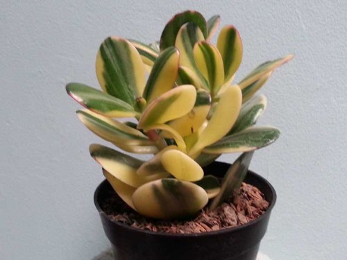 sukulen succulent kaktus cactus http://isro.com