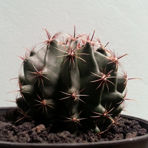 kaktus cactus succulent