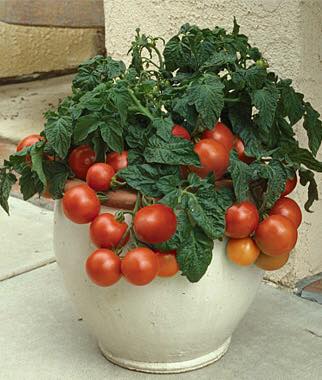 12096108_548249321998639_965269705222285354_n