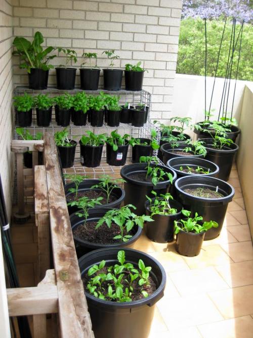 12105856_548249481998623_8829980563980007391_n