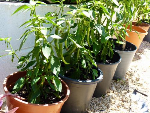 12105888_548249408665297_6091554773646136411_n