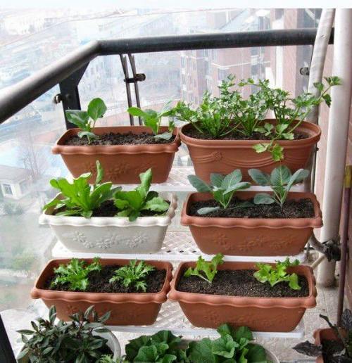 12105891_548249351998636_584497303495096329_n