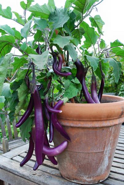 12112359_548249368665301_7256518211031946737_n