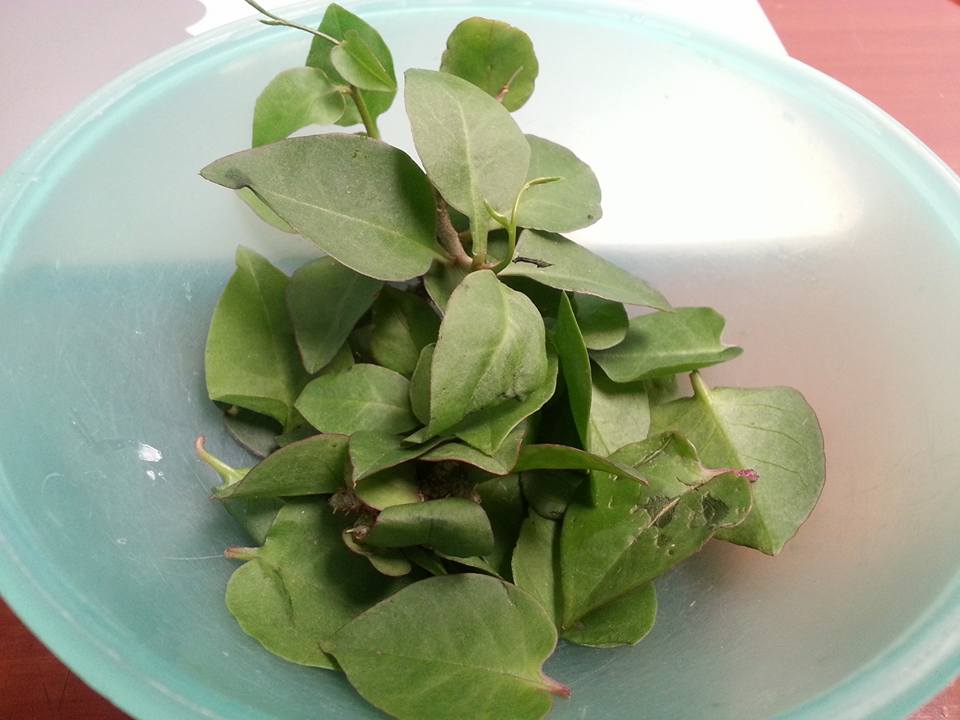 Daun tanaman obat binahong