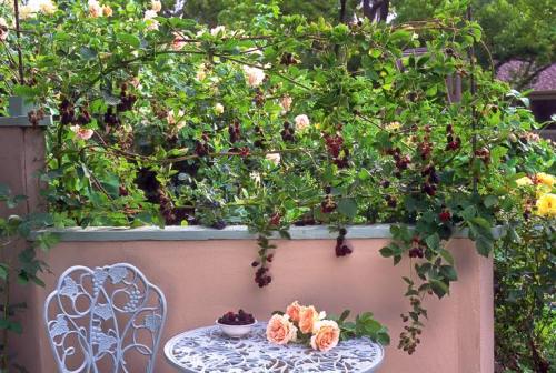 1374052_548249208665317_3130970669471500825_n