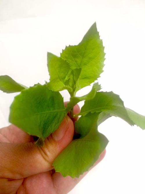 bluntas tanaman obat