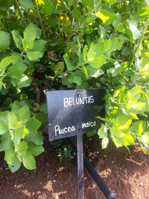 tanaman obat bluntas