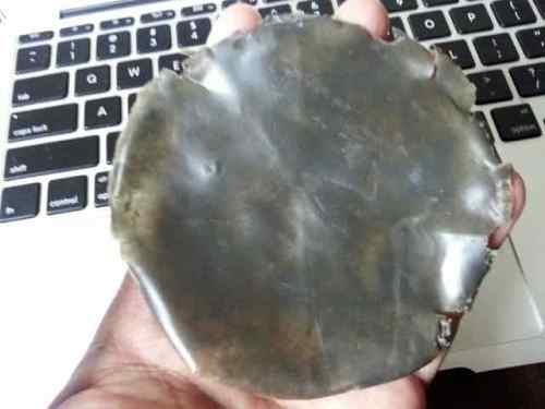 Prototipe awal bioplastik selulosa