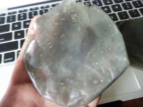 Prototipe awal bioplastik selulosa