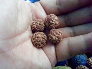 biji jenitri rudhaksha mala