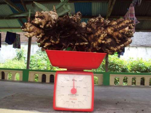 Panen Jahe emprit 2 kg polybag