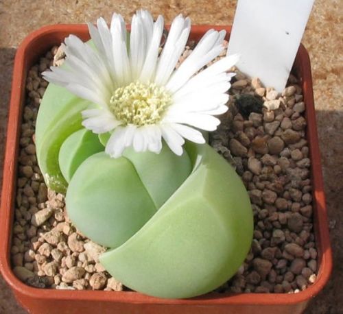 Tanaman sekulen 'Batu Hidup' yang cantik dan unik.