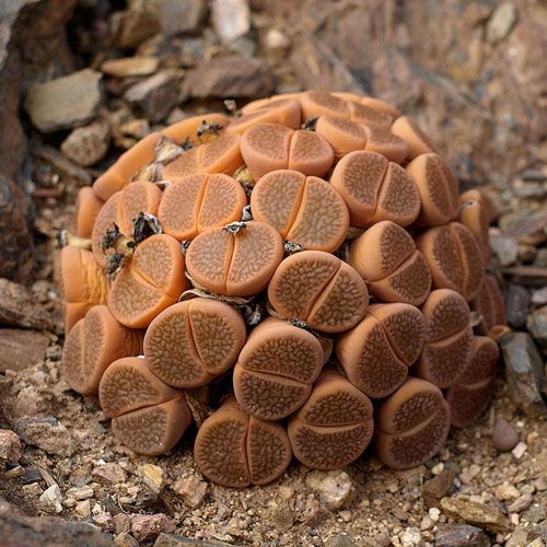Tanaman sekulen 'Batu Hidup' yang cantik dan unik.