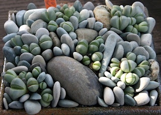 Tanaman sekulen 'Batu Hidup' yang cantik dan unik.