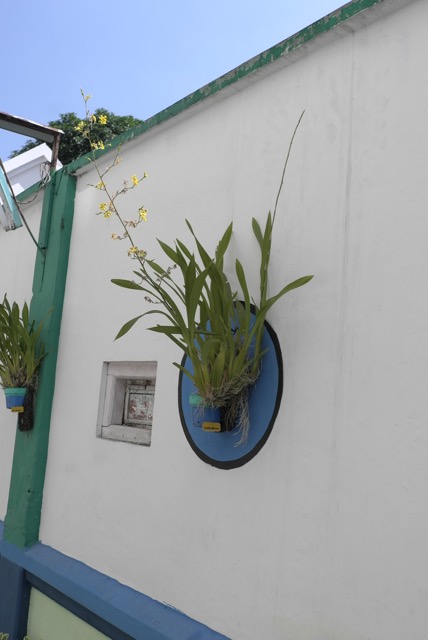 Anggrek di tempel di dinding-dinding jalan.  Jambon Gesikan Magelang .