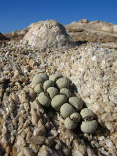 Tanaman sekulen 'Batu Hidup' yang cantik dan unik.