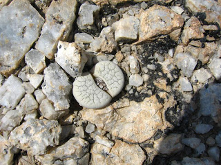 Tanaman sekulen 'Batu Hidup' yang cantik dan unik.