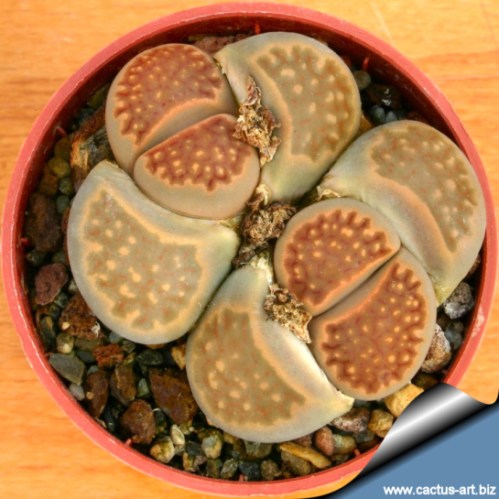 Tanaman sekulen 'Batu Hidup' yang cantik dan unik.