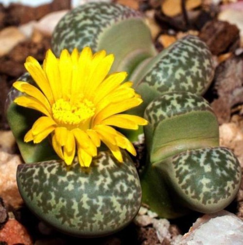 benih lithops living stone batu hidup