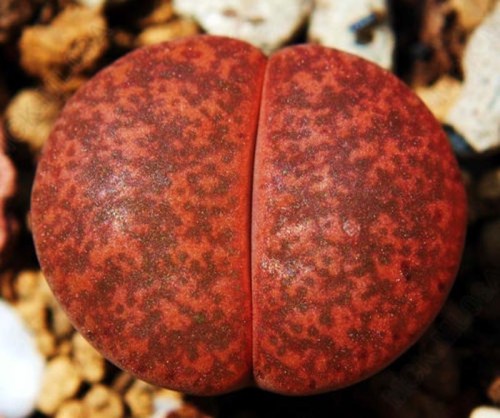 benih lithops living stone batu hidup